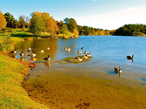 Mùa thu êm ả về trên một hồ nước trong veo với những đàn vịt đang tung tăng bơi lội tại Thụy Điển.